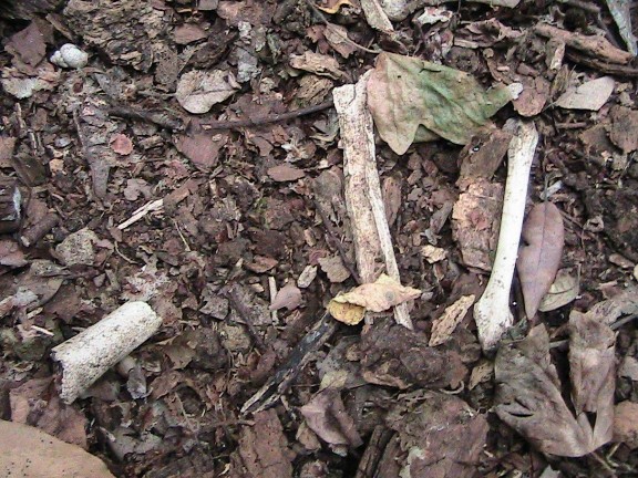 Inquietanti tracce in una villa...al centro di Roma!!!